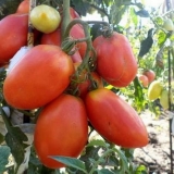 Paradajz princeza labud: karakteristike i opis sorte